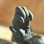 Climb Ready Success Metrics: The Unexpected Secret to Weight Loss & Health